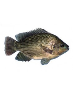 TILAPIA NOIR /KG