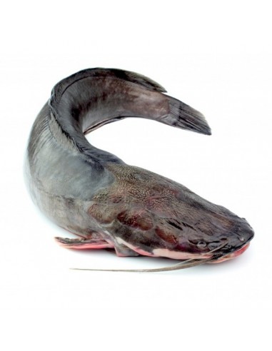 CATFISH (N'GOLO) /KG