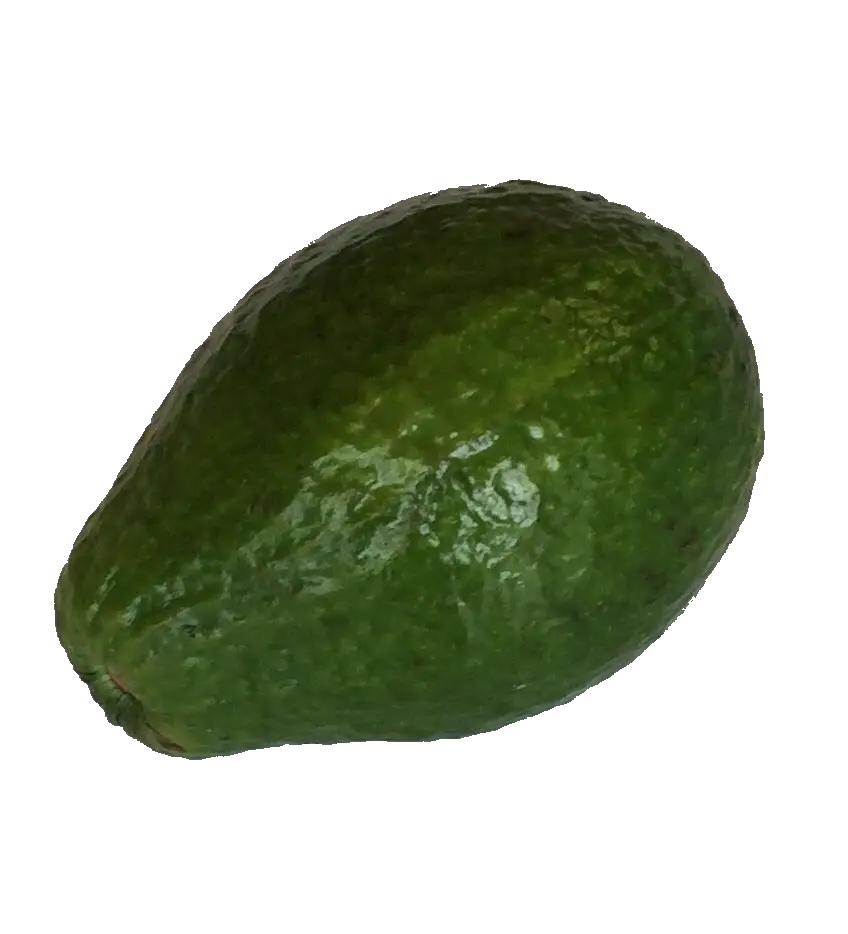 AVOCAT /KG