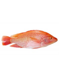 TILAPIA ROUGE /KG