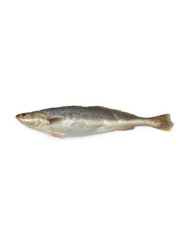 BAR /KG