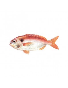 DORADE COUPE 1KG