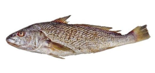 MALWA /KG