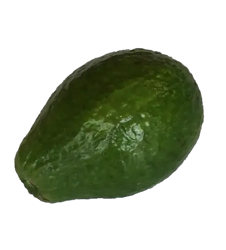 AVOCAT /KG